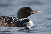LOONS AND GREBES